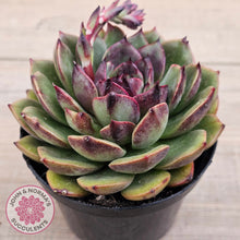 Load image into Gallery viewer, Echeveria &#39;Coral Rose&#39; (lg)
