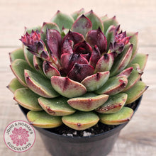 Load image into Gallery viewer, Echeveria &#39;Coral Rose&#39; (lg)

