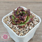 Echeveria 'Coral Rose' (lg)
