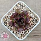 Echeveria 'Coral Rose' (lg)