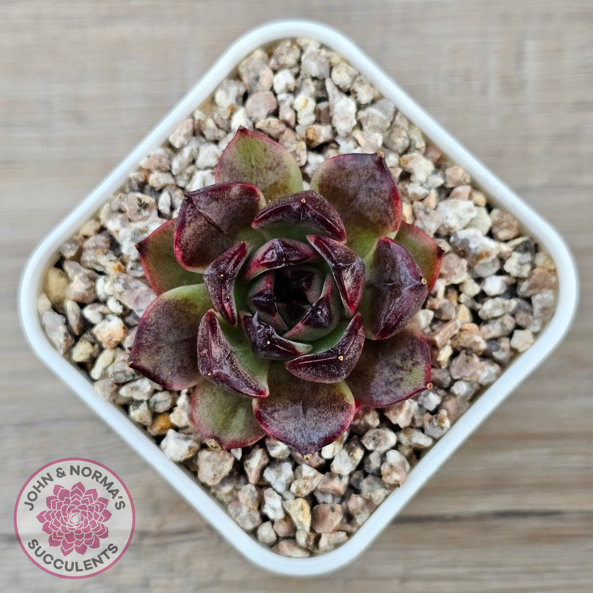 Echeveria 'Coral Rose' (lg)