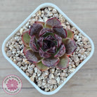 Echeveria 'Coral Rose' (lg)