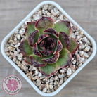 Echeveria 'Coral Rose' (lg)