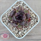 Echeveria 'Coral Rose' (lg)