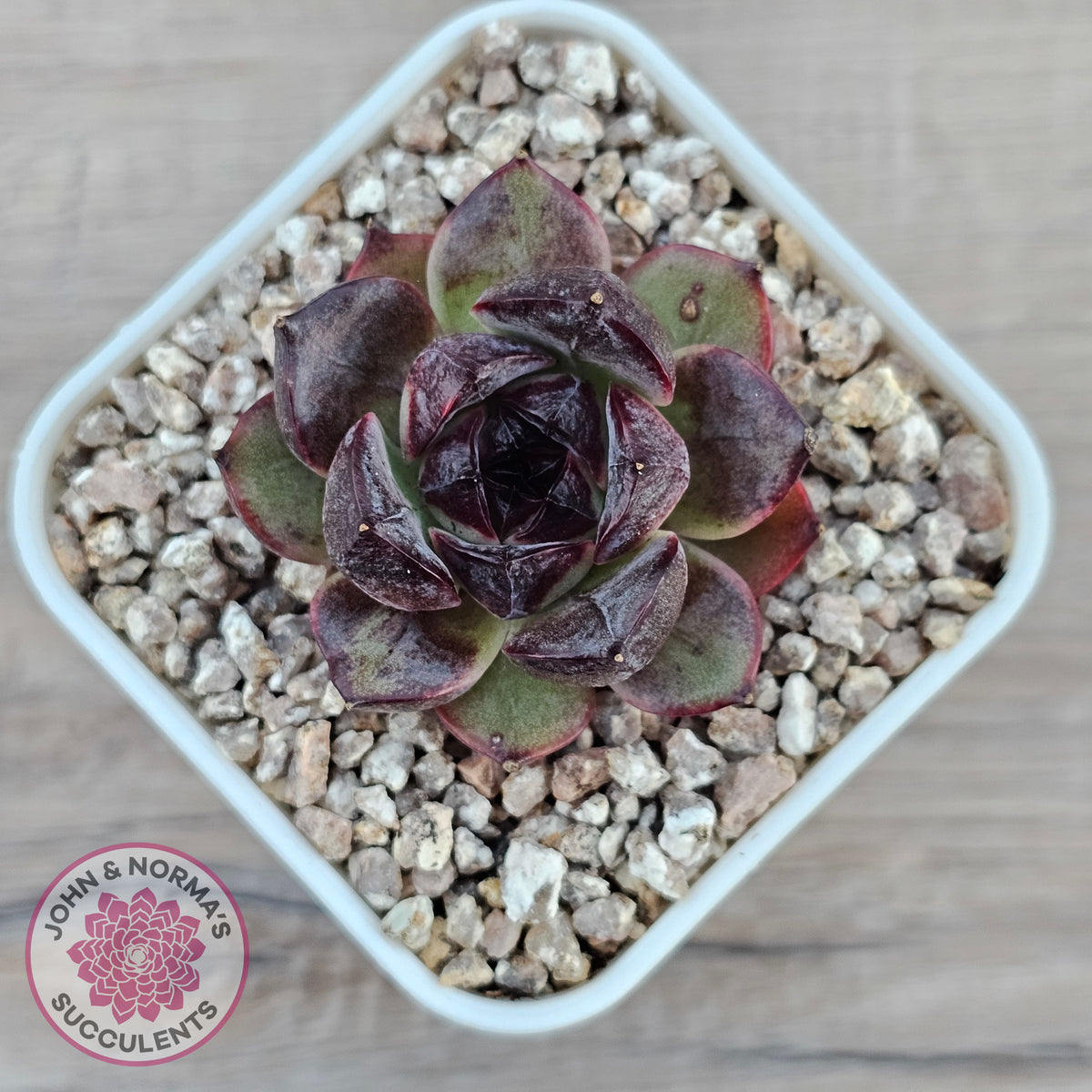 Echeveria 'Coral Rose' (lg)