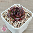 Echeveria 'Coral Rose' (lg)