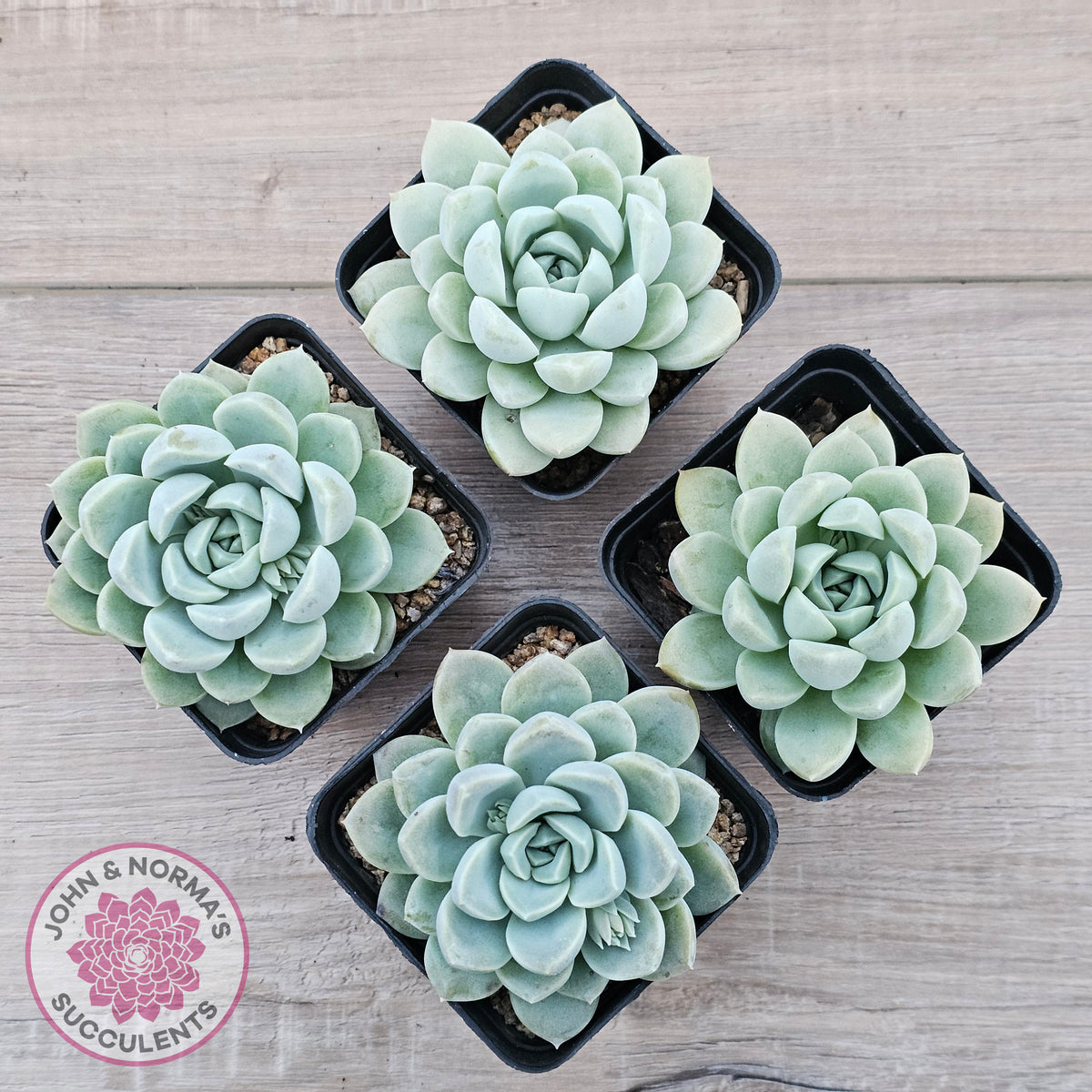 Echeveria 'Cream Jade'