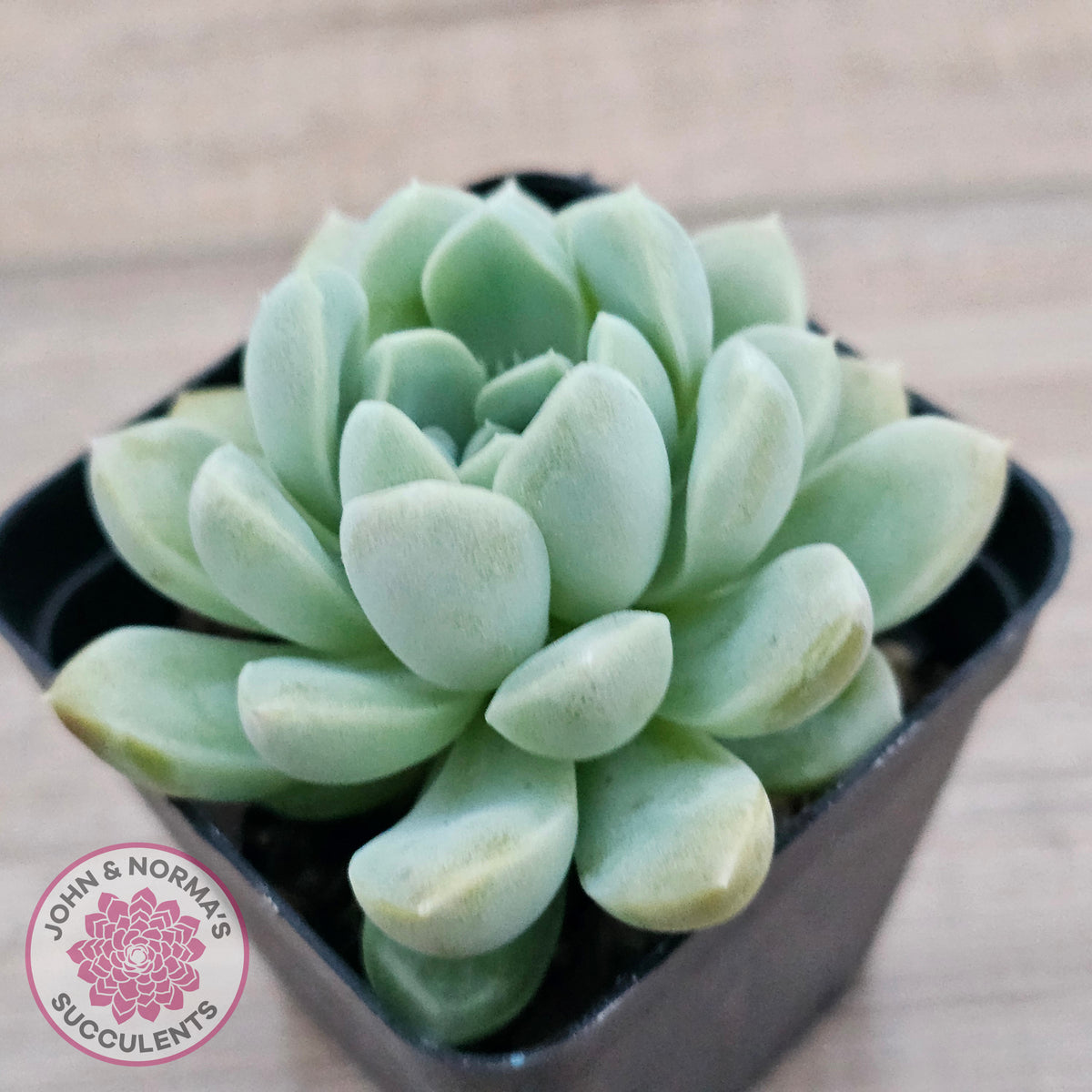 Echeveria 'Cream Jade'