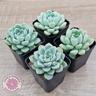 Echeveria 'Cream Jade'