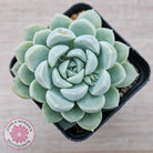 Echeveria 'Cream Jade'