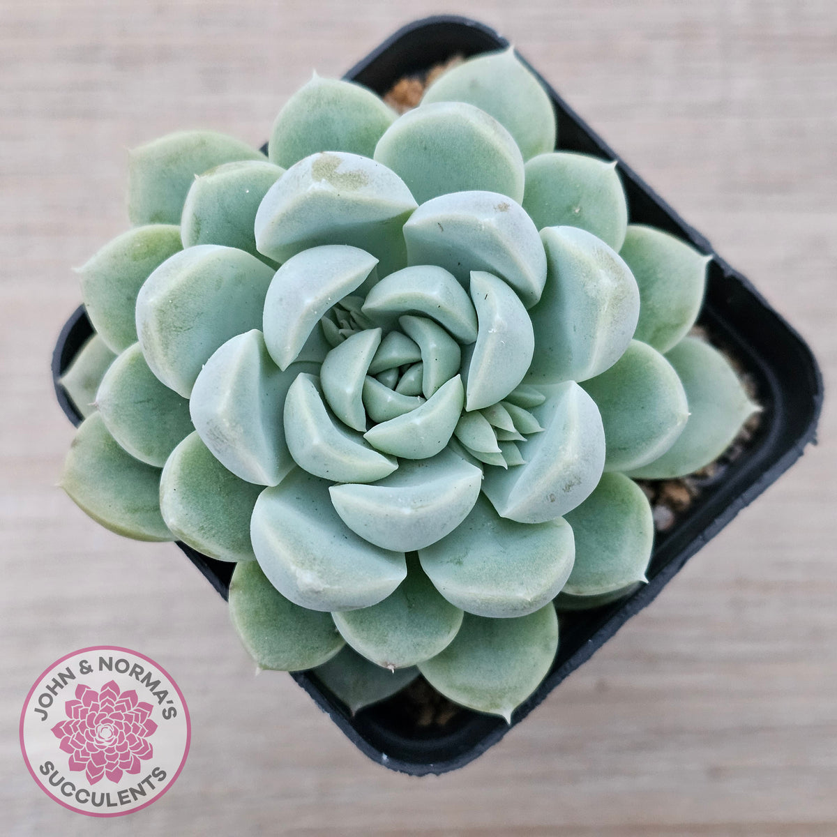 Echeveria 'Cream Jade'