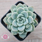 Echeveria 'Cream Jade'