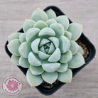 Echeveria 'Cream Jade'