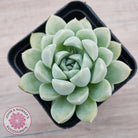 Echeveria 'Cream Jade'