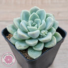 Echeveria 'Cream Jade'