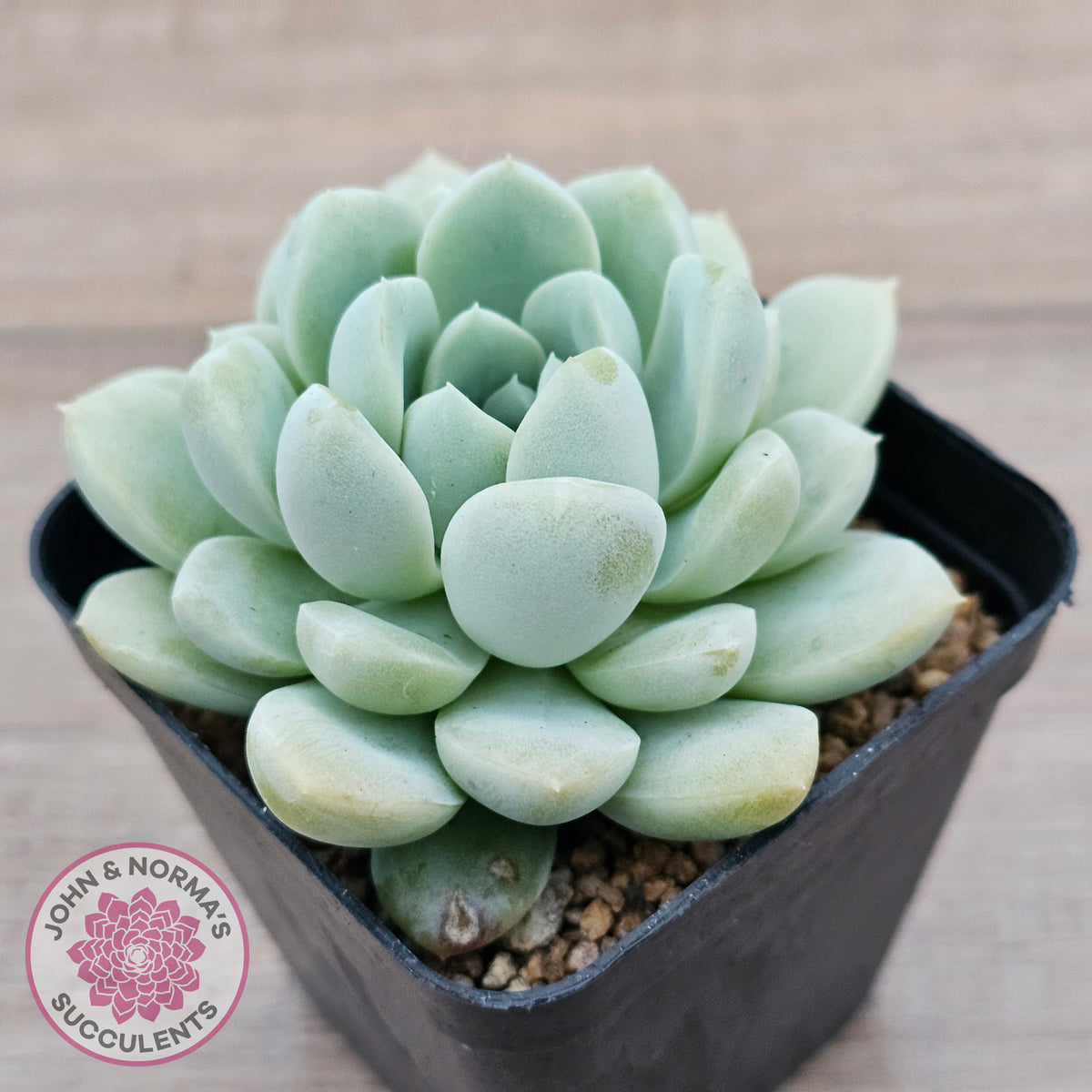 Echeveria 'Cream Jade'