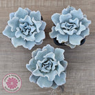 Echeveria Crispate Beauty