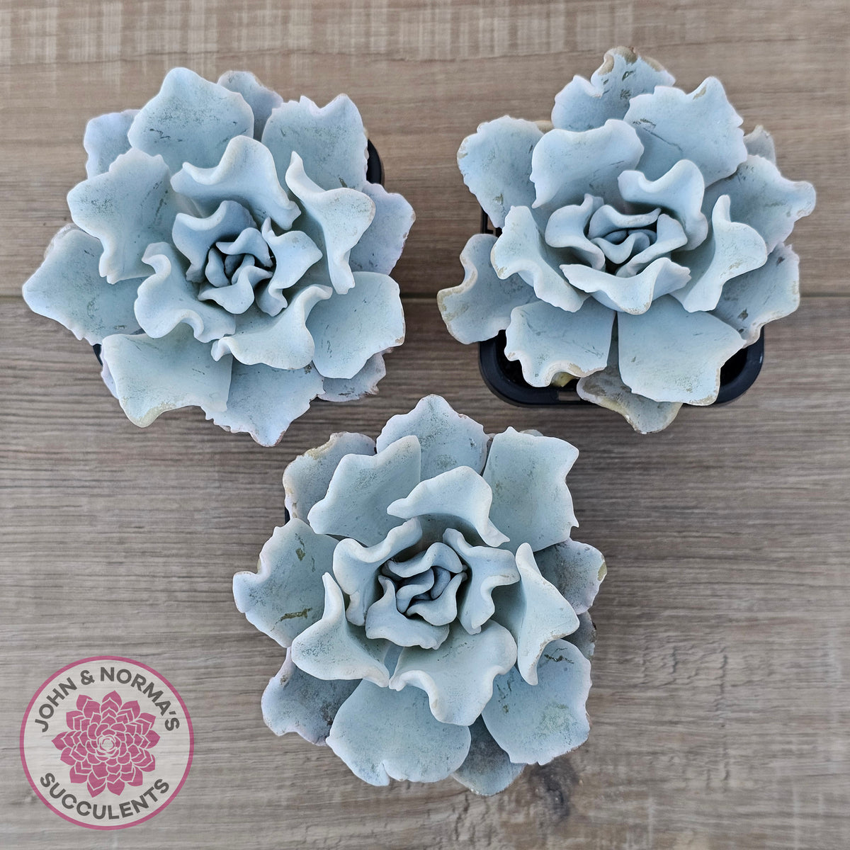 Echeveria Crispate Beauty