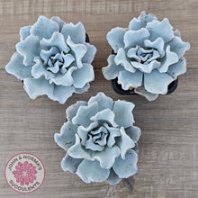 Load image into Gallery viewer, Echeveria Crispate Beauty
