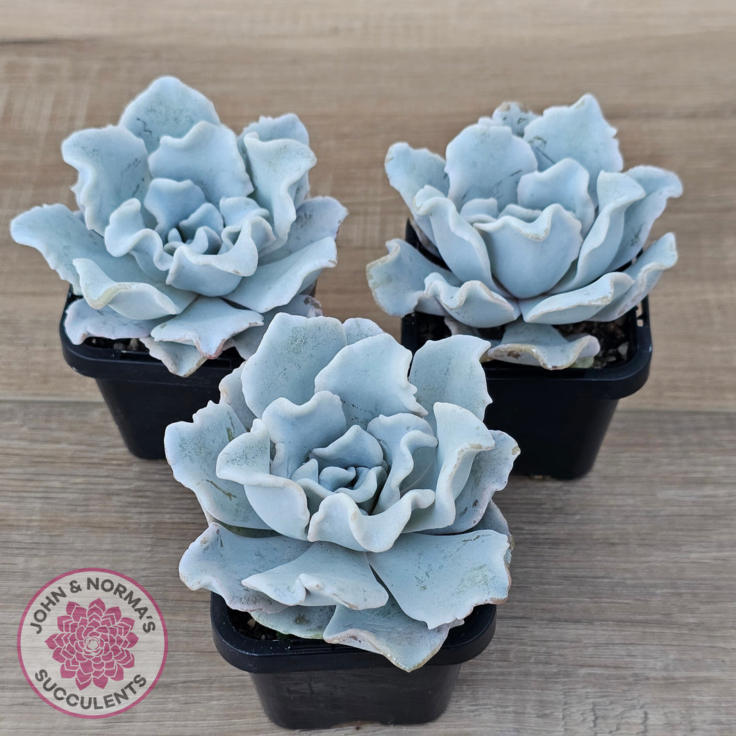 Echeveria Crispate Beauty