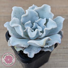 Echeveria Crispate Beauty