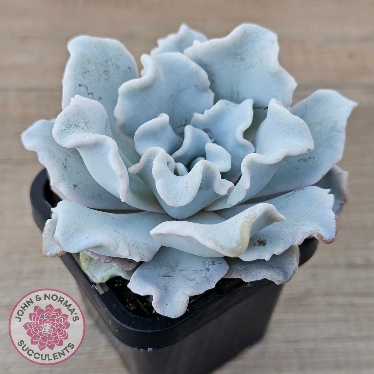 Echeveria Crispate Beauty