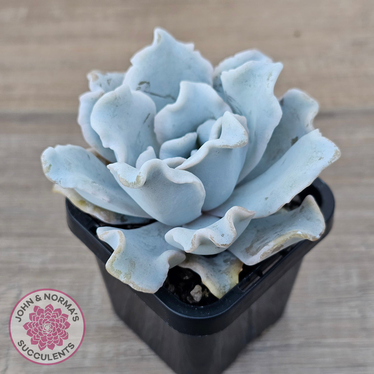 Echeveria Crispate Beauty
