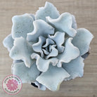 Echeveria Crispate Beauty