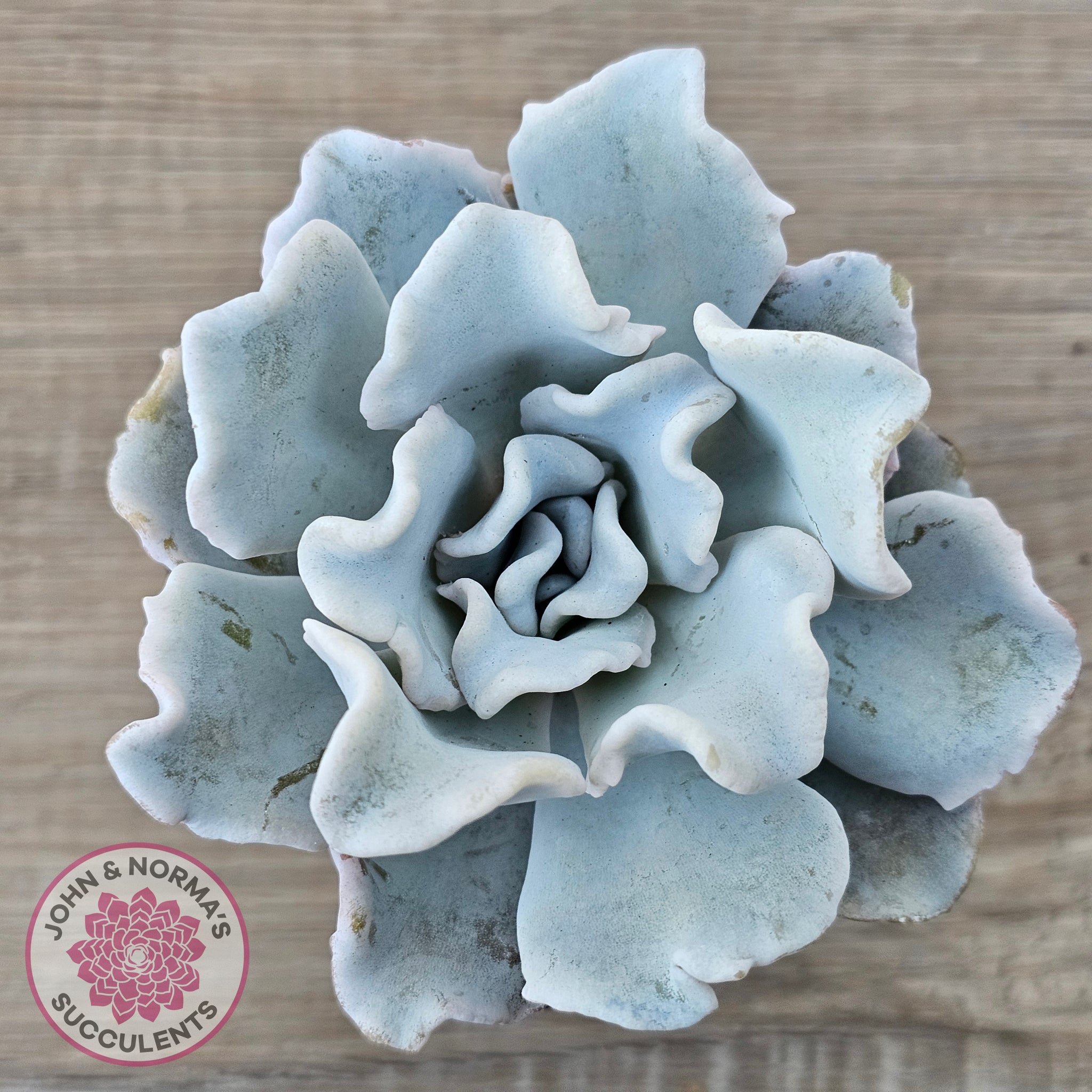 Echeveria popular Crispate Beauty double head #8- Rare Korean Import Succulent- Free Priority Mail Shipping!!