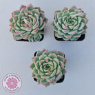 Echeveria 'Crystal Queen'