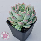 Echeveria 'Crystal Queen'