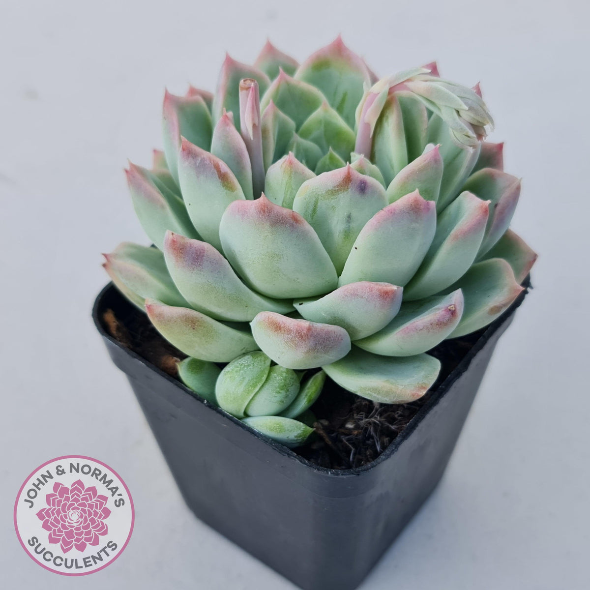 Echeveria 'Crystal Queen'