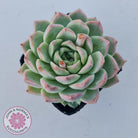 Echeveria 'Crystal Queen'