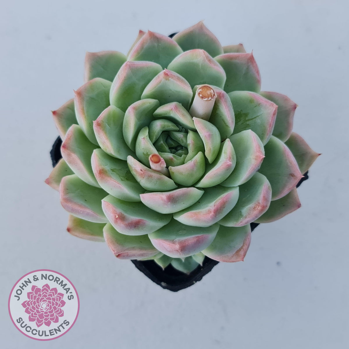 Echeveria 'Crystal Queen'
