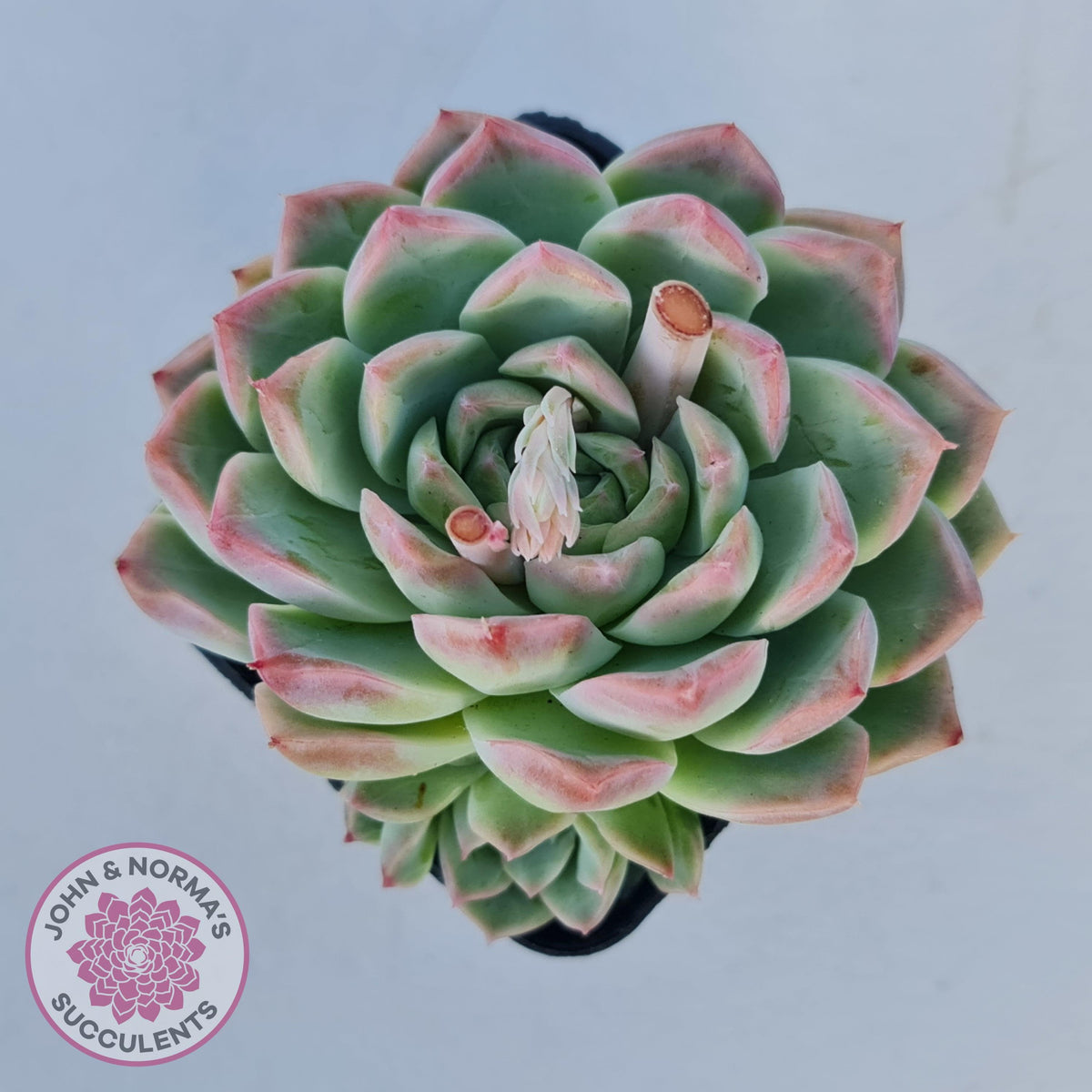 Echeveria 'Crystal Queen'