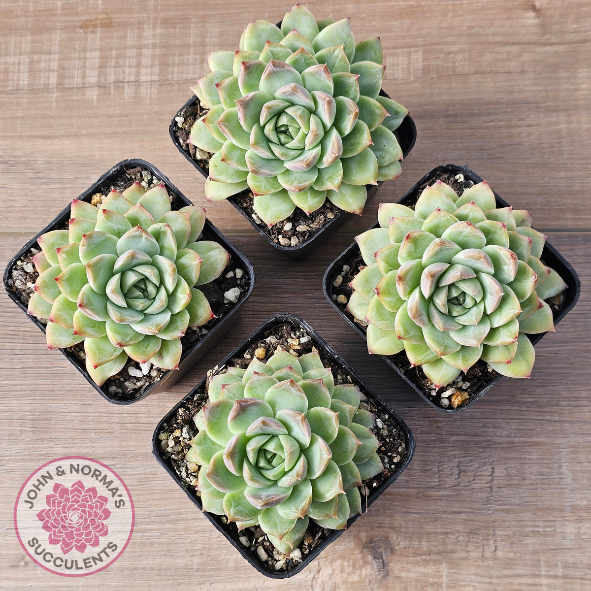 Echeveria 'Crystal Queen'