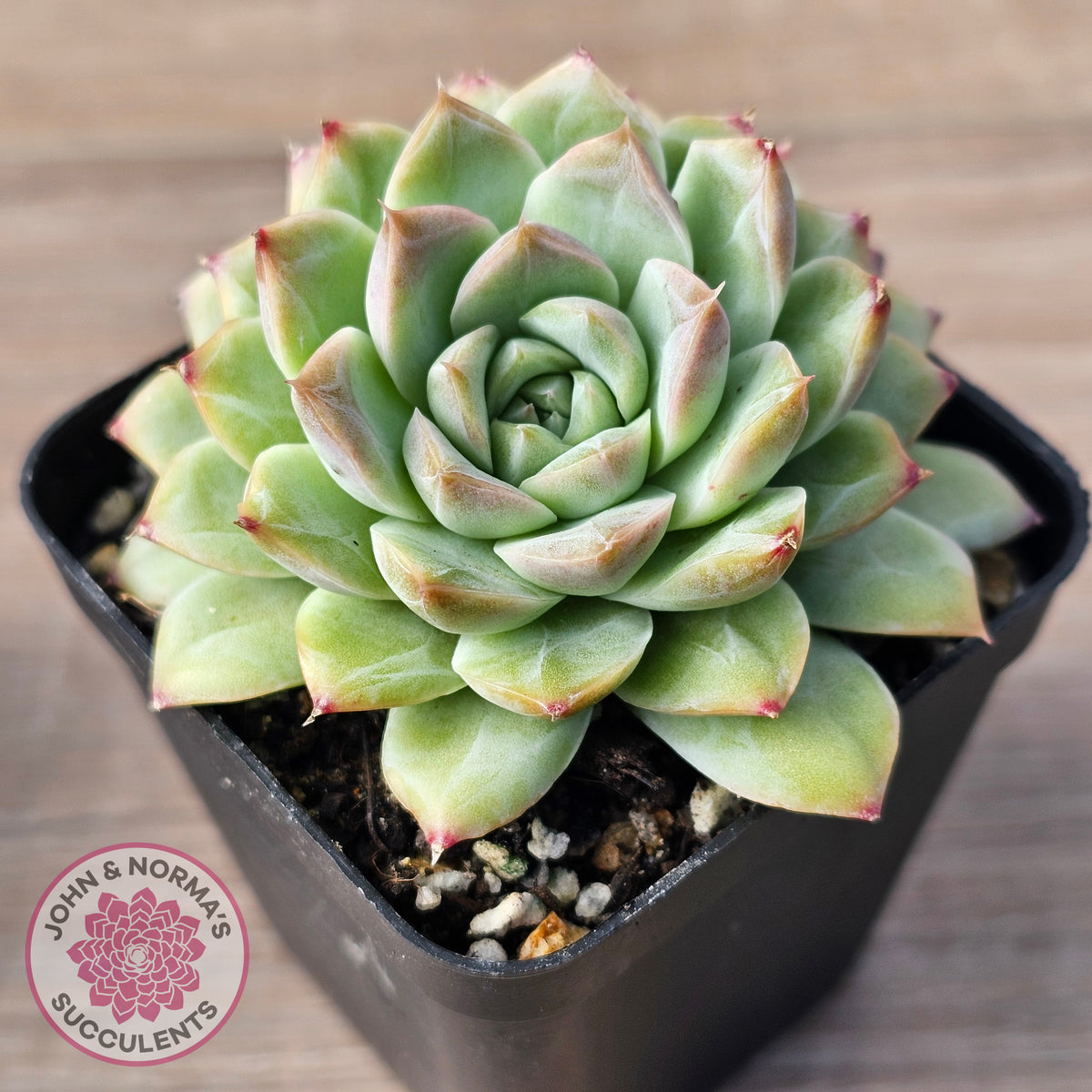 Echeveria 'Crystal Queen'