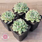 Echeveria 'Crystal Queen'