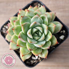 Echeveria 'Crystal Queen'