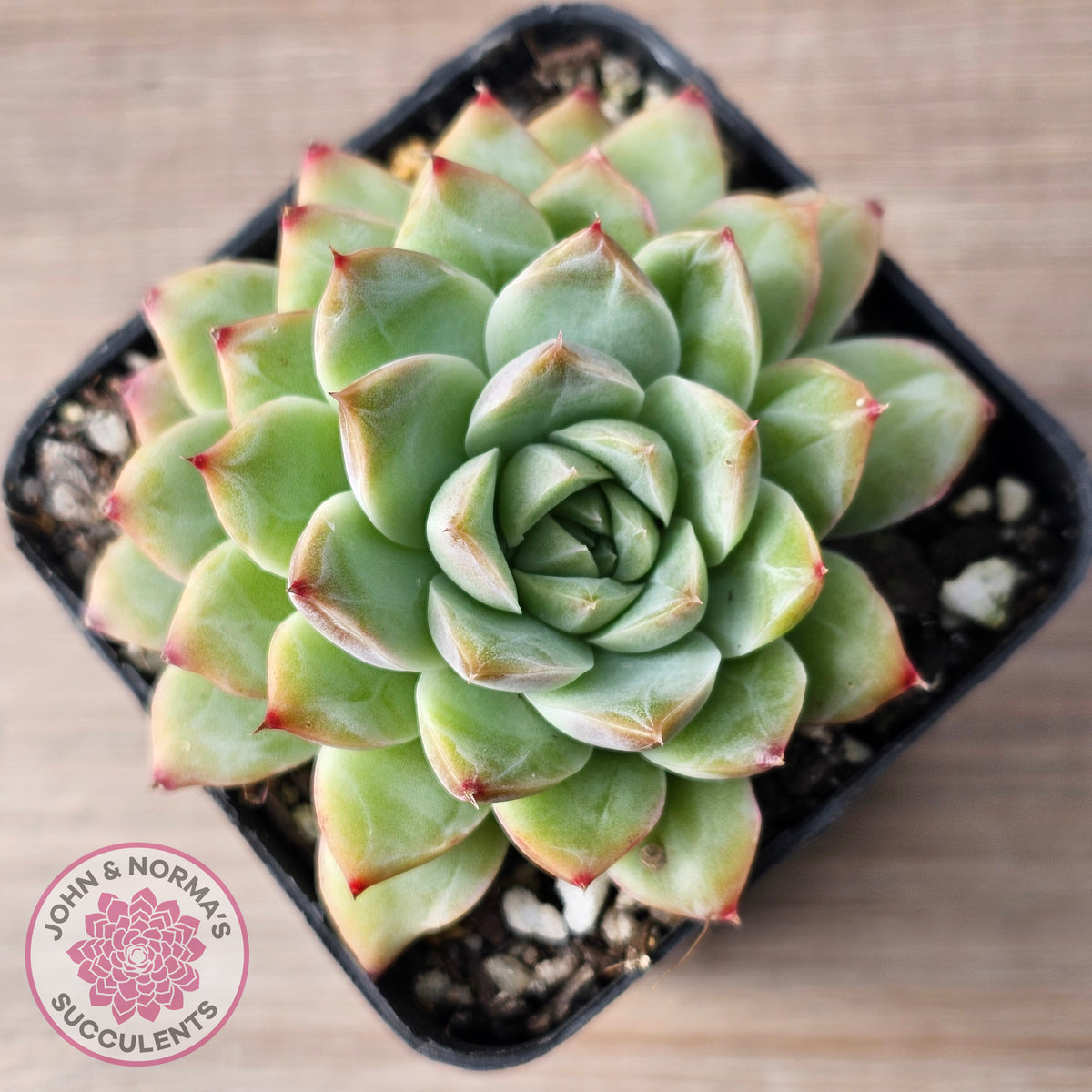 Echeveria 'Crystal Queen'