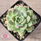 Echeveria 'Crystal Queen'