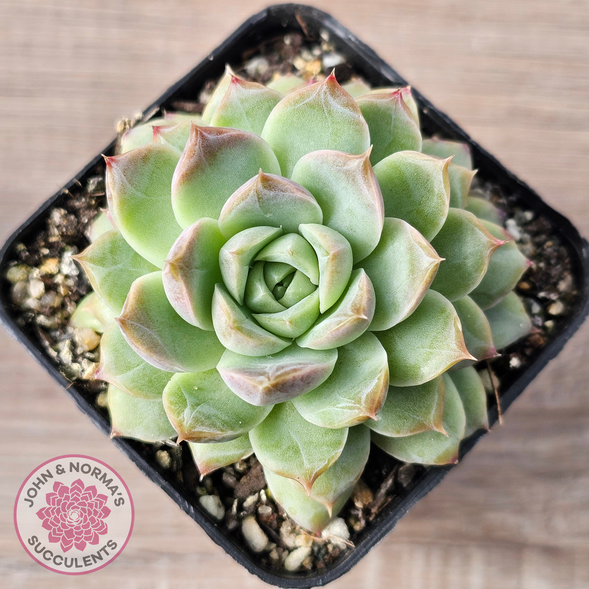Echeveria 'Crystal Queen'