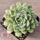 Echeveria 'Crystal Queen'