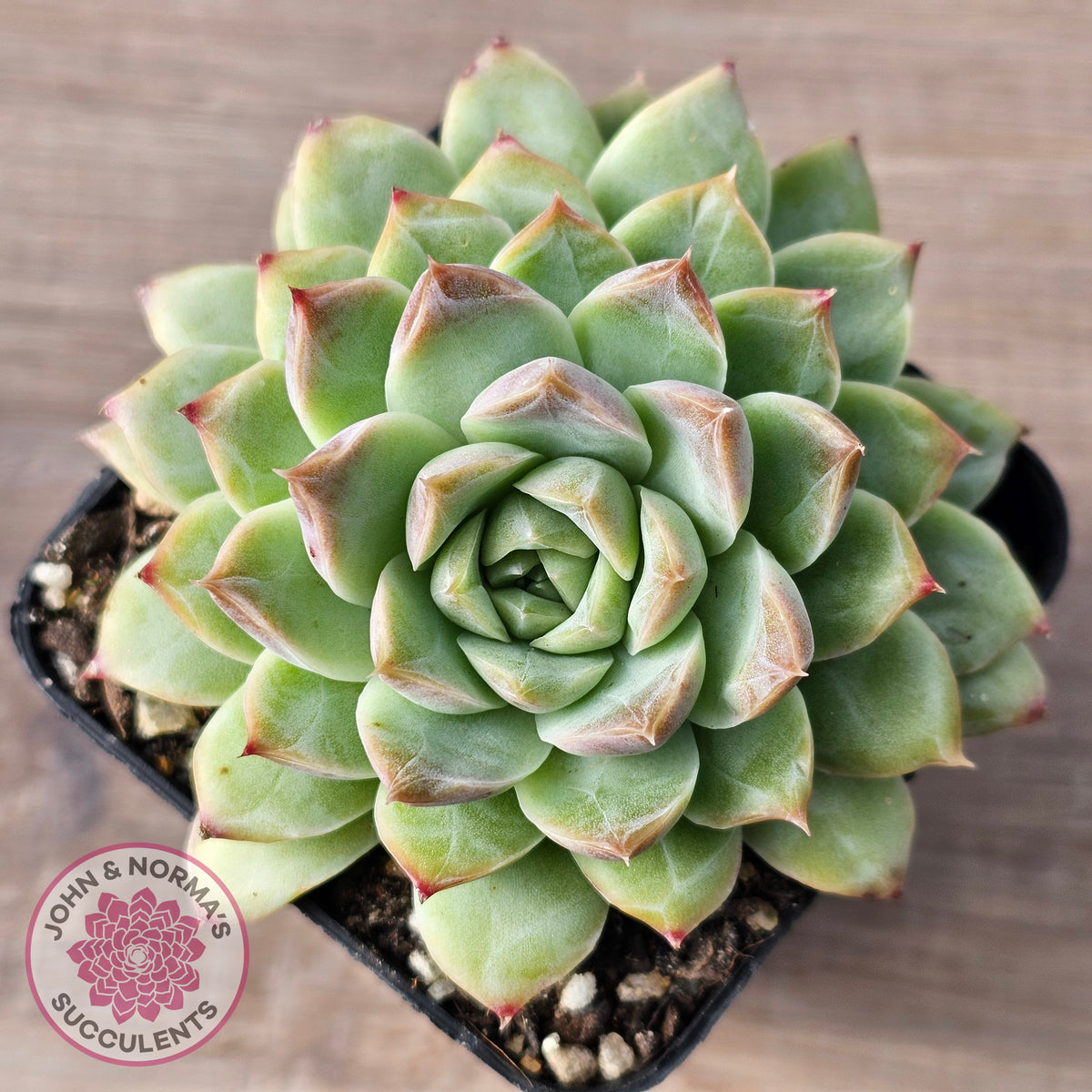 Echeveria 'Crystal Queen'