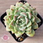Echeveria 'Crystal Queen'