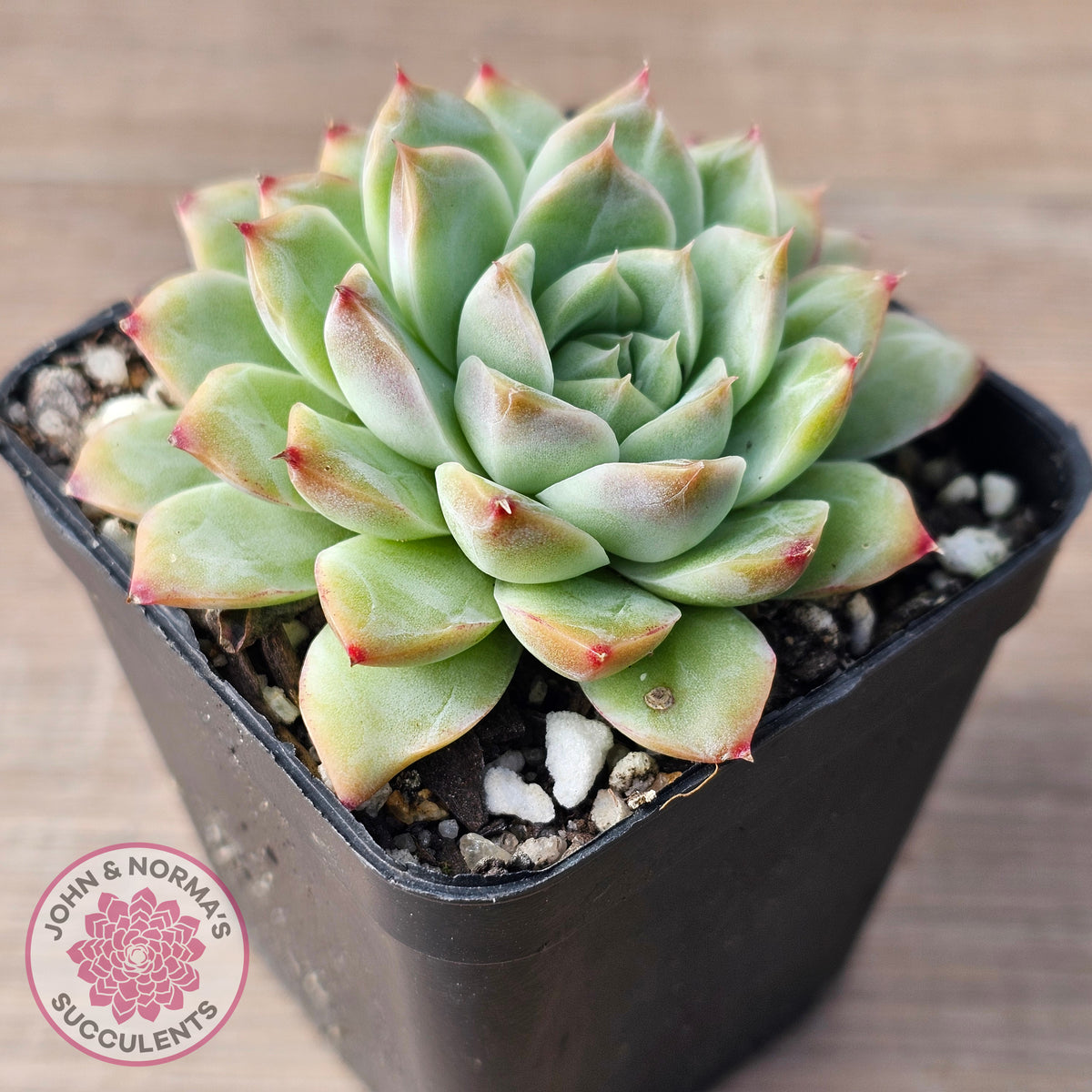 Echeveria 'Crystal Queen'
