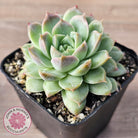 Echeveria 'Crystal Queen'