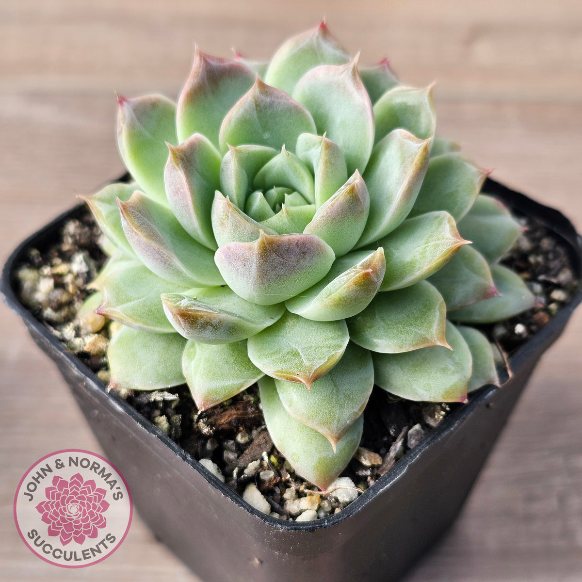 Echeveria 'Crystal Queen'
