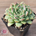 Echeveria 'Crystal Queen'