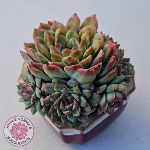 Echeveria 'Crystal Queen' (w pup) - John & Norma's Succulents Australia